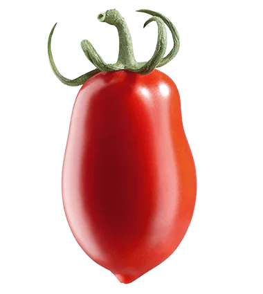 Pomodoro da salsa Azienda Agricola Marino