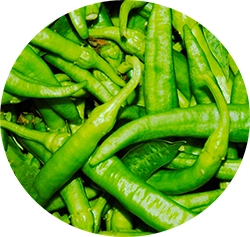 Produzione di peperoni friggitello napoletano Azienda Agricola Marino